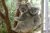 Lone Pine Koala Sanctuary Tickets (Optional Cruise) 2019