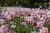 Keukenhof Tickets (fast-track entry and guided tours) 2021