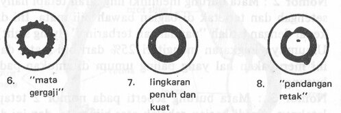 bagian mata merpati3