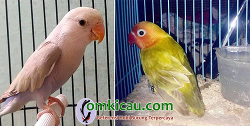 cara beternak burung lovebird