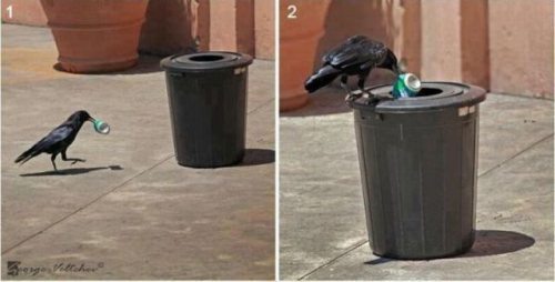 Gagak yang memasukan sampah pada tempatnya