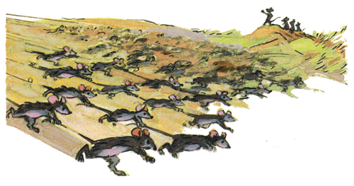 Мыши