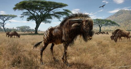 Illustration by Todd S. Marshall