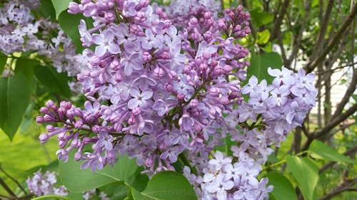 lilac blossoms | ASimpleHomestead.com