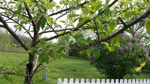 Honeycrisp apple blossoms | ASimpleHomestead.com