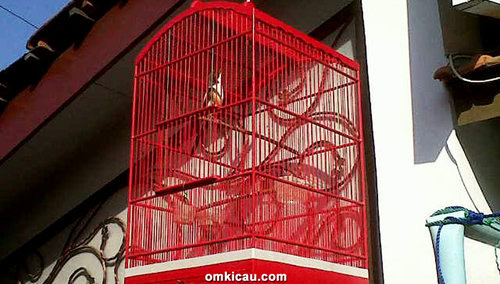 cara merawat burung cendet Penjemuran burung cendet