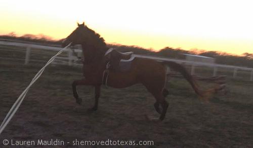 WHY ARE YOU CANTERING?