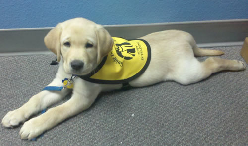 Guide Dog Puppy Guide Dog Puppy