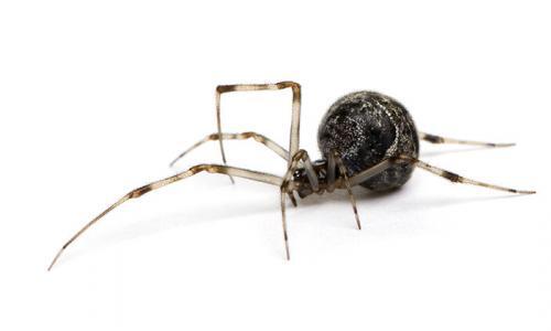 Common house spider - Achaearanea tepidariorum Common house spider - Achaearanea tepidariorum in front of a white background