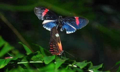 Cheap Tickets to Houston - FlightGurus.com Cockrell Butterfly Center 1