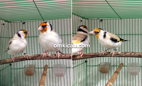 Breeding burung finch Trisakti BF