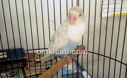 Lovebird Putri
