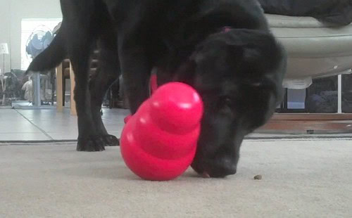 Stetson vs The Kong Wobbler Stetson vs The Kong Wobbler