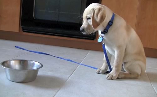 How Often Should You Feed A Puppy How Often Should You Feed A Puppy