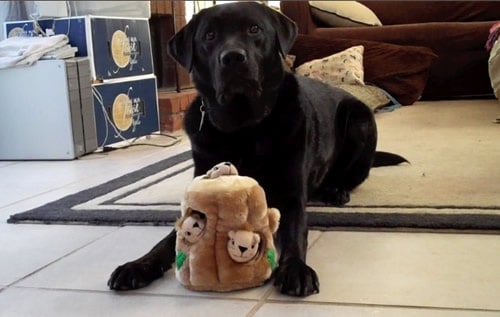 Dog Toys Dog Toys