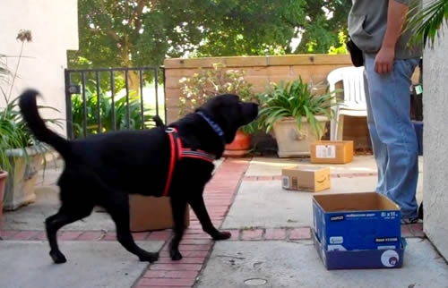 Dog Harness Review Dog Harness Review