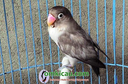 cara beternak burung lovebird