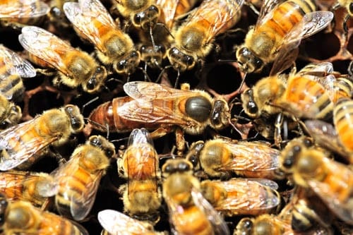 Honey Bees Attracted to Nasonov Pheromones