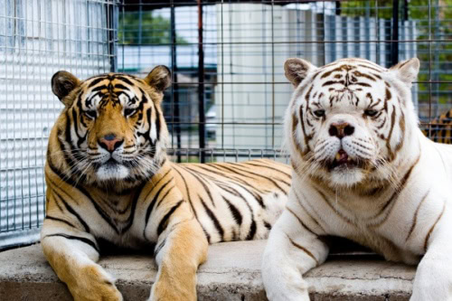Tigres Willy et Kenny