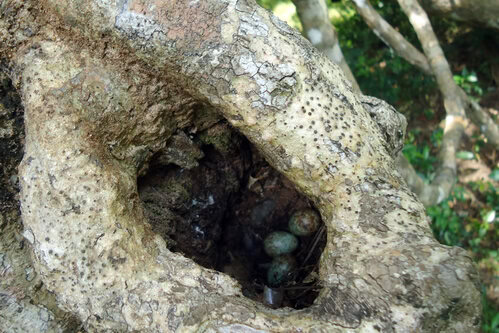 Gambar sarang burung murai batu di hutan sarang burung murai batu di hutan