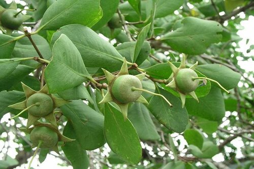 sirup buah pedada