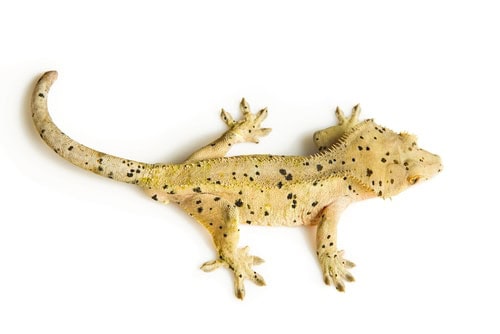 crested gecko stuffed animal