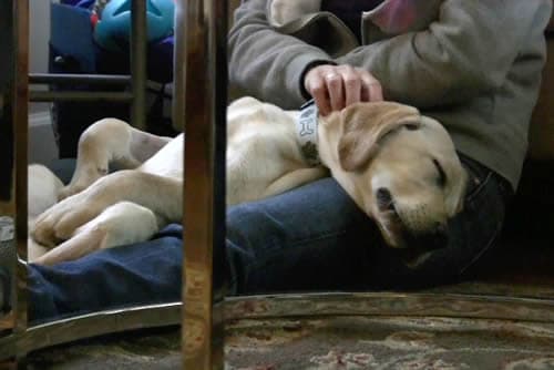 Raising A Puppy Raising A Puppy