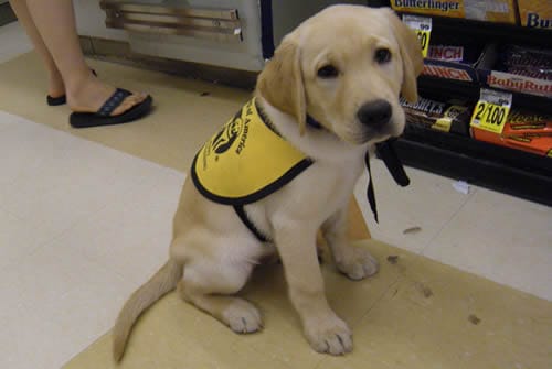 Yellow Lab Puppy Yellow Labrador Retriever Pupppy