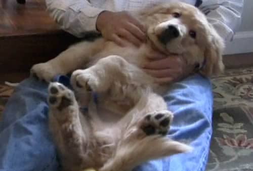 Cradling Your Puppy Cradling Your Puppy