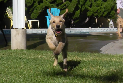 Flying Puppy Flying Puppy