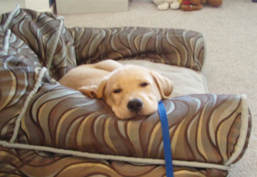 Yellow Labrador Retriever (Derby) taking a nap Derby - Yellow Lab Taking A Nap
