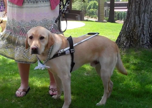Guide Dog Dublin Guide Dog Dublin