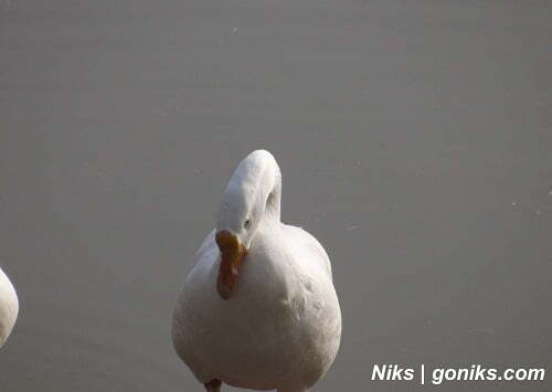 a duck in bhilwara garden