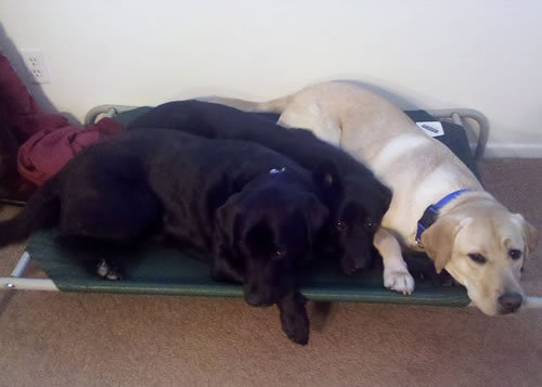 Coolaroo Dog Bed Coolaroo Dog Bed