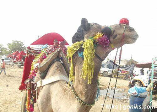 pushkar camel fair