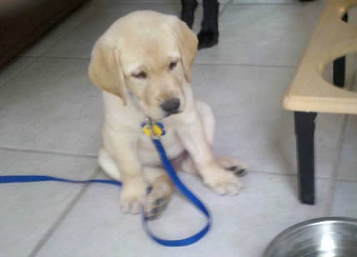 Puppy Training Commands Puppy Training Commands