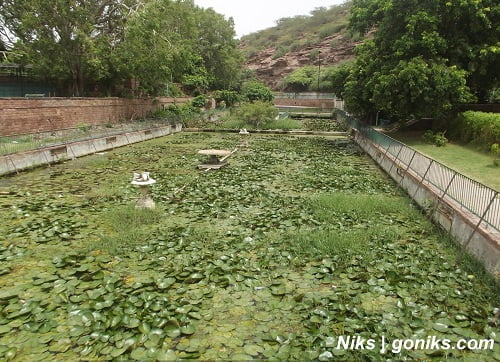 Lotus Pond in the garden