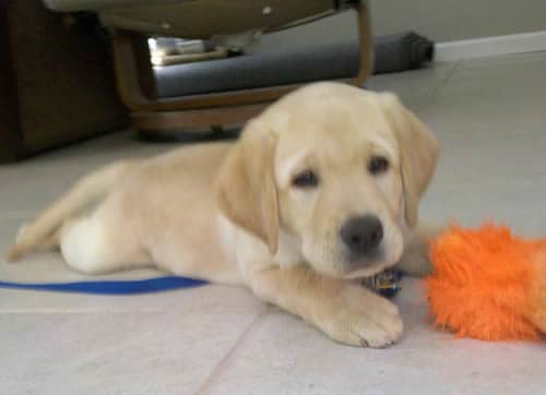 Guide Dog Puppy Guide Dog Puppy