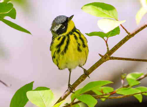 Sweet Magnolia Warbler magnolia warbler perched on a branch