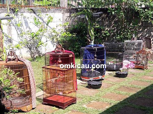 Perawatab murai batu siap lomba