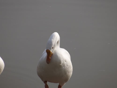 Beatiful duck at smriti van of bhilwara