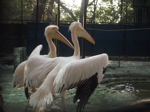 good morning birds images