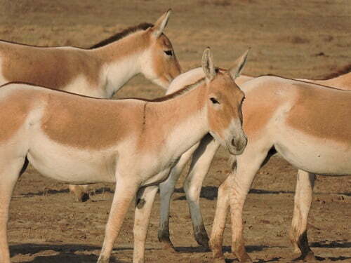 wildlife at rann of kutch gujarat