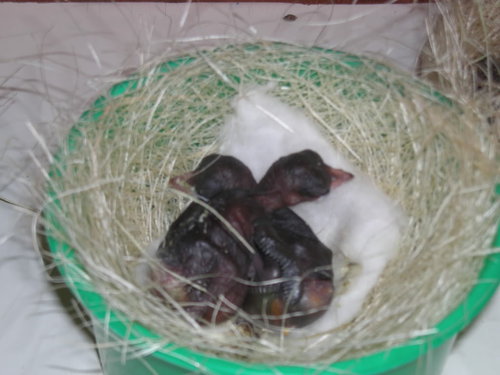 Bambang-piyikancucakijo1 Piyikan cucak ijo Om Bambang. (Foto: Koleksi Om Bambang Is)