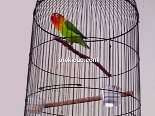 lovebird Ngatiyem