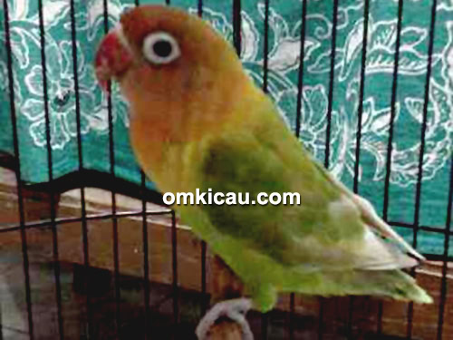 Lovebird Princes milik H Febri