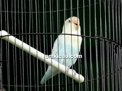 Lovebird Mbah Marijan