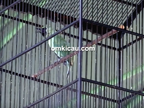 Cucak ijo Oshama Cucak ijo Oshama
