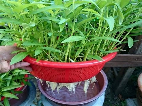 menanam hidroponik