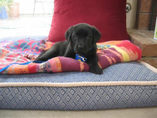 Black Labrador Retriever Puppy - Stetson Black Labrador Retriever Puppy - Stetson